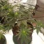 🍓 Strawberry Cheesecake Auto 🍰