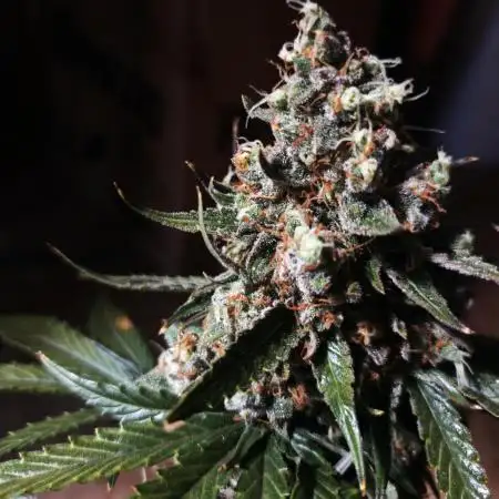 Dutch Passion Growing Comp 25 - ACB XL