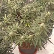 🐺 Dognabis#19A 🐺