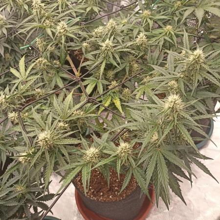 🐺 Dognabis#19A 🐺