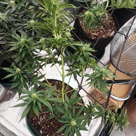 Dutch Passion Growing Comp 25 - MAC #1