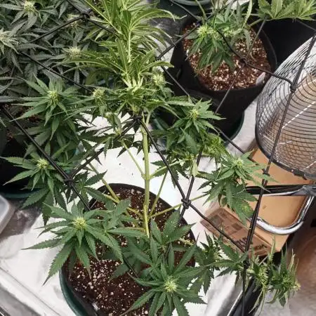Dutch Passion Growing Comp 25 - MAC #1