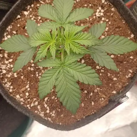 🍍 Pineapple Express Auto 🍍