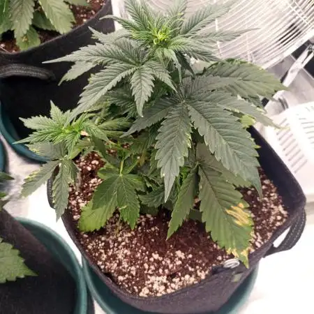Dutch Passion Growing Comp 25 - MAC #1