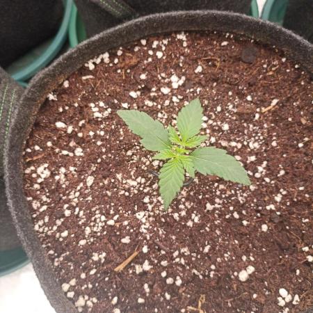 🍍 Pineapple Express Auto 🍍