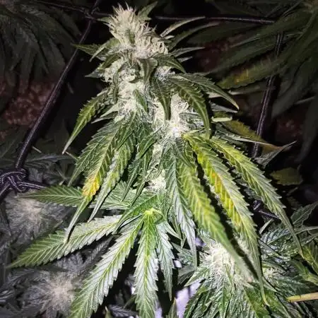Dutch Passion Growing Comp 25 - MAC #1