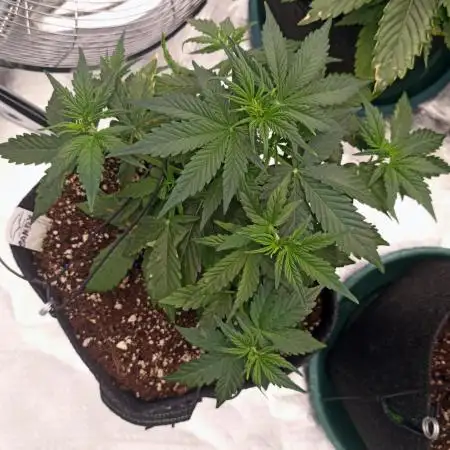Dutch Passion Growing Comp 25 - ACB XL