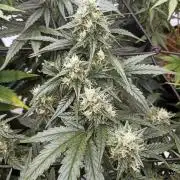 🐺 Dognabis#19A 🐺