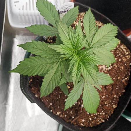 Dutch Passion Growing Comp 25 - ACB XL