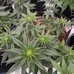 Divine Seeds Comp 2025 Vol.2 - ADR