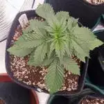 Dutch Passion Growing Comp 25 - MAC #1