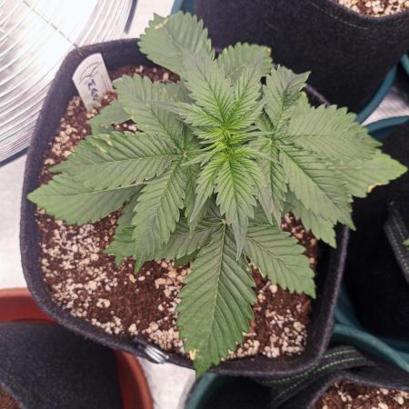 Dutch Passion Growing Comp 25 - MAC #1