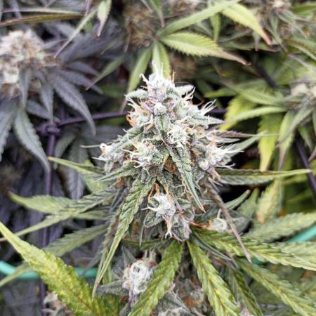 🐺 Dognabis#19A 🐺