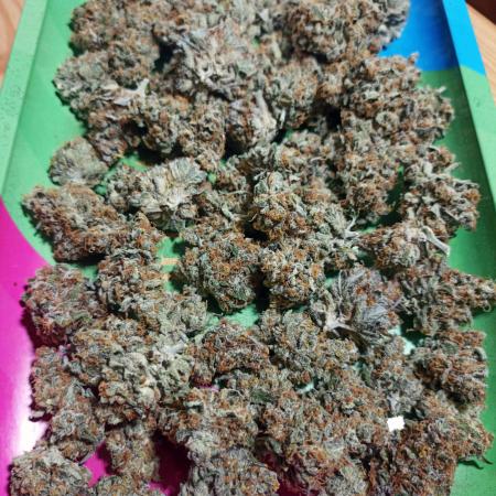 Dutch Passion Growing Comp 25 - ACB XL