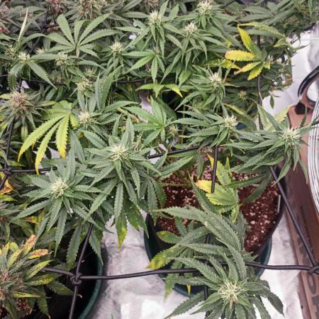 Dutch Passion Growing Comp 25 - MAC #1