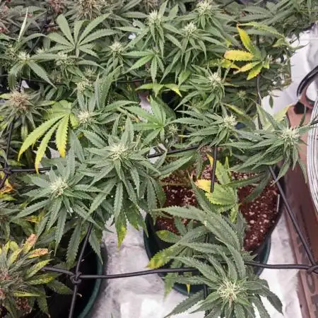 Dutch Passion Growing Comp 25 - MAC #1