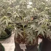 🍍 Pineapple Express Auto 🍍