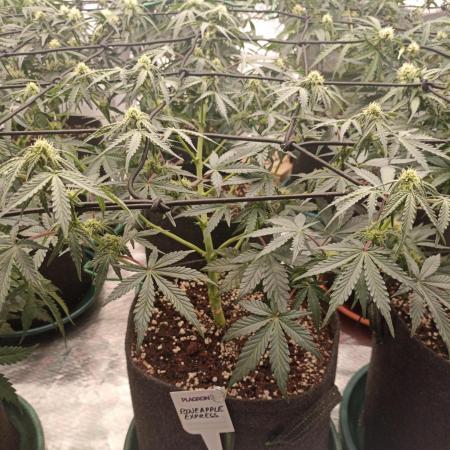 🍍 Pineapple Express Auto 🍍