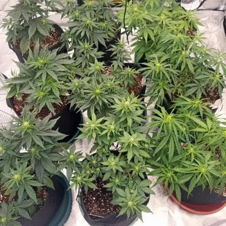 Dutch Passion Growing Comp 25 - MAC #1