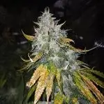 Dutch Passion Growing Comp 25 - MAC #1