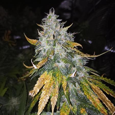 Dutch Passion Growing Comp 25 - MAC #1