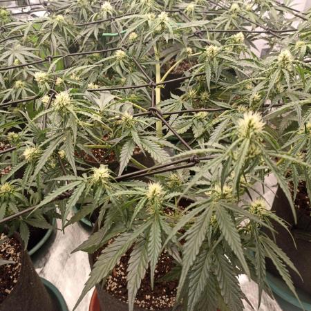 🐺 Dognabis#19A 🐺