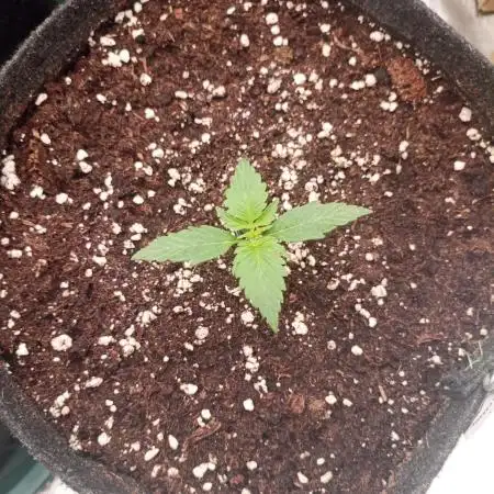 🍓 Strawberry Cheesecake Auto 🍰