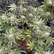 🍍 Pineapple Express Auto 🍍