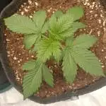 🍓 Strawberry Cheesecake Auto 🍰