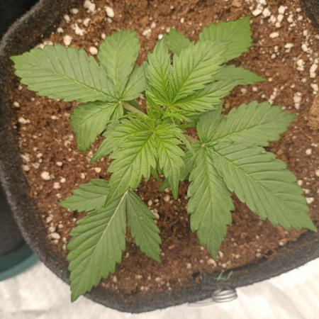 🍓 Strawberry Cheesecake Auto 🍰