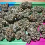 Dutch Passion Growing Comp 25 - MAC #1
