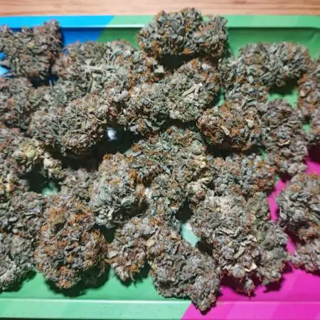 Dutch Passion Growing Comp 25 - MAC #1