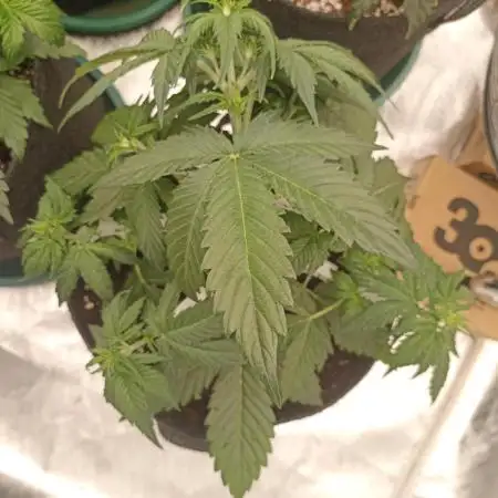 🍓 Strawberry Cheesecake Auto 🍰