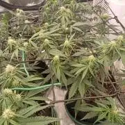 🍓 Strawberry Cheesecake Auto 🍰