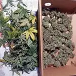 Dutch Passion Growing Comp 25 - ACB XL