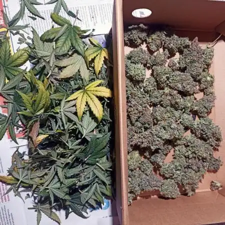 Dutch Passion Growing Comp 25 - ACB XL