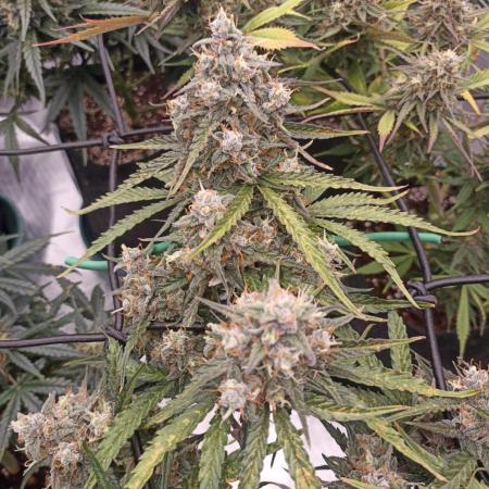 🐺 Dognabis#19A 🐺