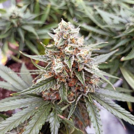 Dutch Passion Growing Comp 25 - ACB XL