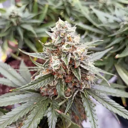 Dutch Passion Growing Comp 25 - ACB XL