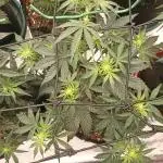 🍍 Pineapple Express Auto 🍍