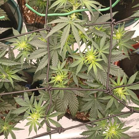 🍍 Pineapple Express Auto 🍍