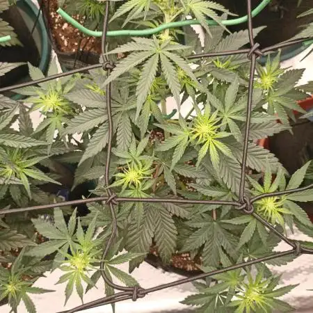 🍍 Pineapple Express Auto 🍍