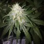 Dutch Passion Growing Comp 25 - ACB XL