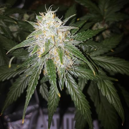 Dutch Passion Growing Comp 25 - ACB XL