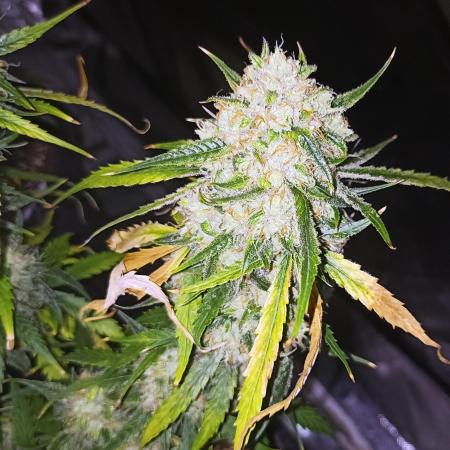 Divine Seeds Comp 2025 Vol.2 - APE