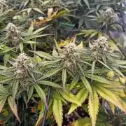 🍓 Strawberry Cheesecake Auto 🍰