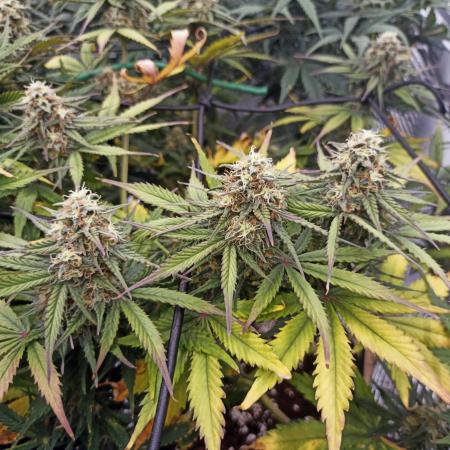 🍓 Strawberry Cheesecake Auto 🍰