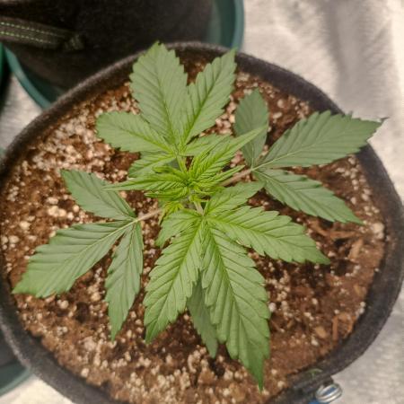 🐺 Dognabis#19A 🐺