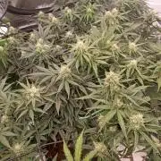 🍓 Strawberry Cheesecake Auto 🍰