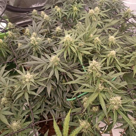 🍓 Strawberry Cheesecake Auto 🍰